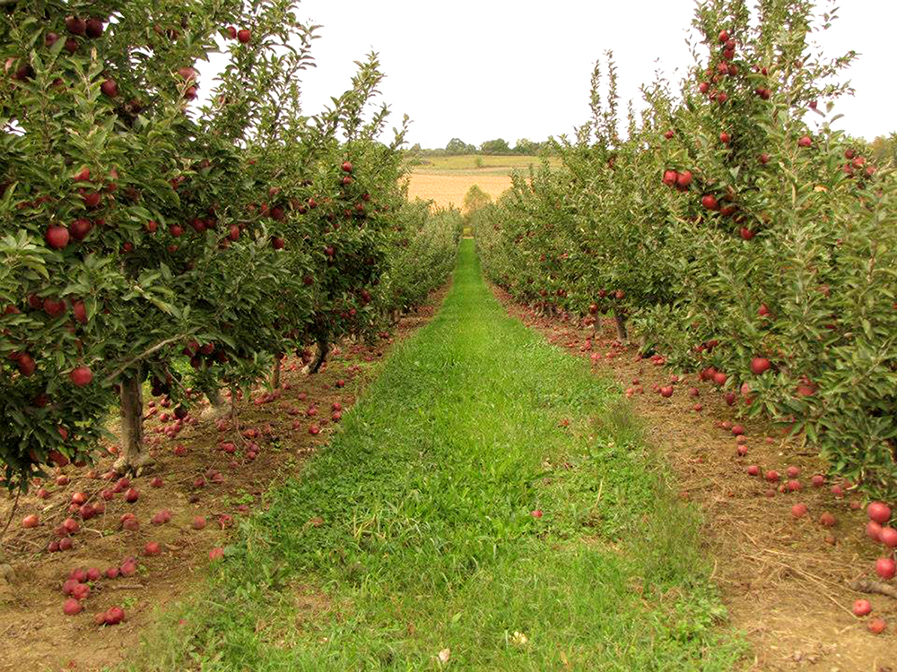 Apple-orchard-apples-on-trees