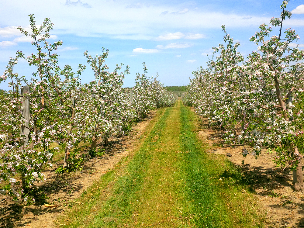 Apple-orchard-blossoms