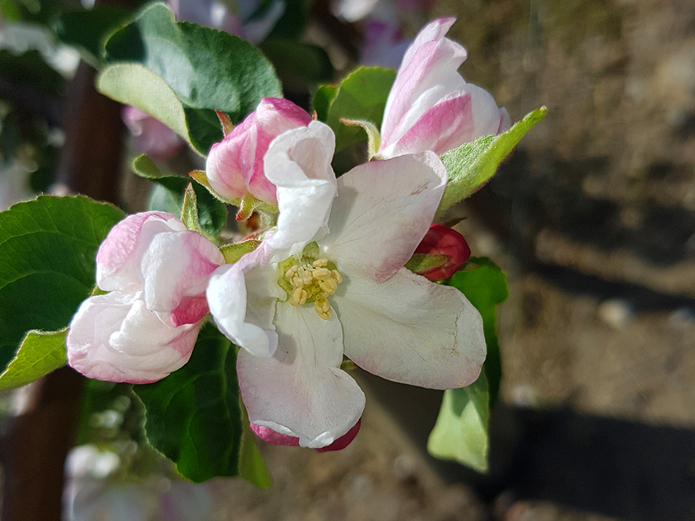 apple-blossoming-flowers