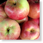 Northern Spy Apples